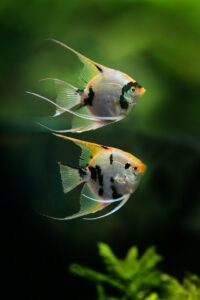 angelfish